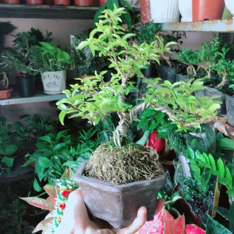 Chậu Mai Chiếu Thuỷ Bonsai Mini