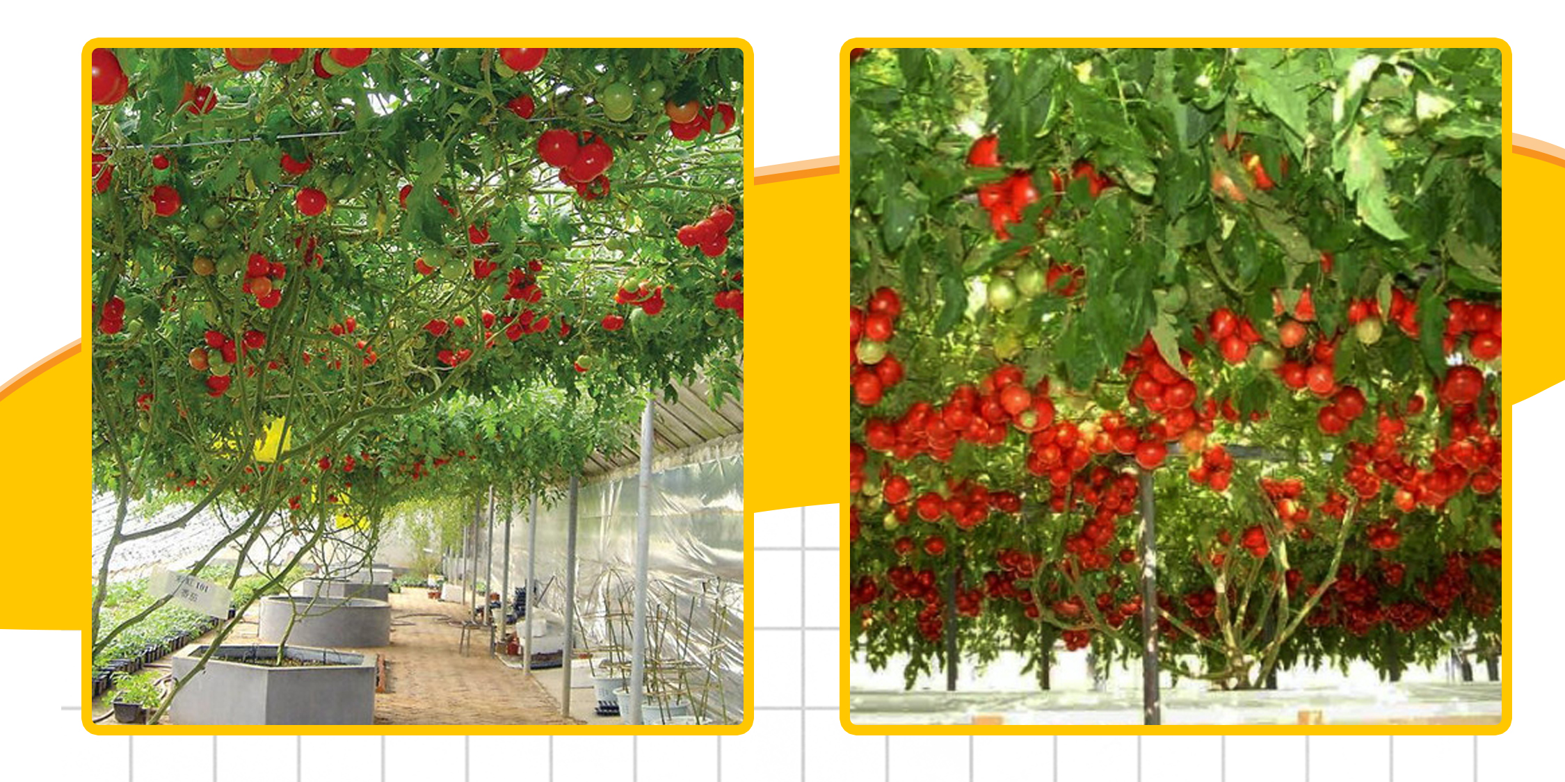 Hạt giống Cà Chua Bạch Tuột Tăng Trưởng Tốt Và Cho Quả Liên Tục Cho Đến Hết Quá Trình Sinh Trưởng - Nông Sản Vàng