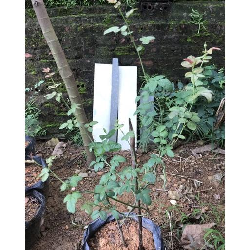 Hoa hồng ngoại for your home- bầu to cây trưởng thành