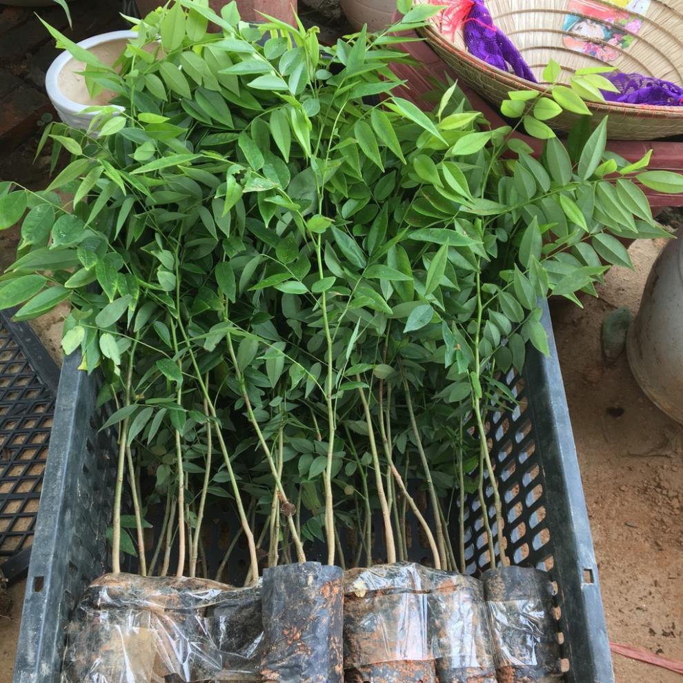 COMBO 4 BẦU CÂY GIỐNG CÂY SƯA ĐỎ