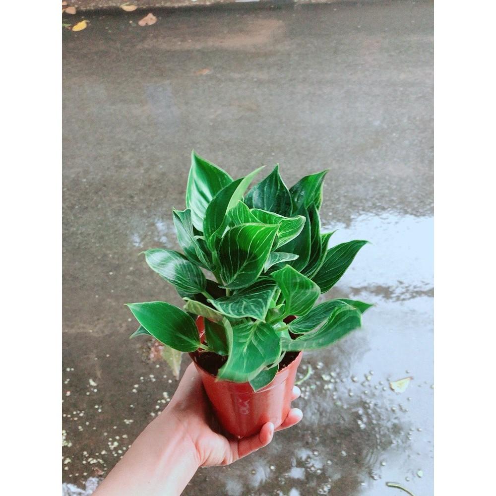 Cây Trầu Bà Cẩm Thạch Hay Trầu Bà Kim Cương Hoặc PHILODENDRON BIRKIN