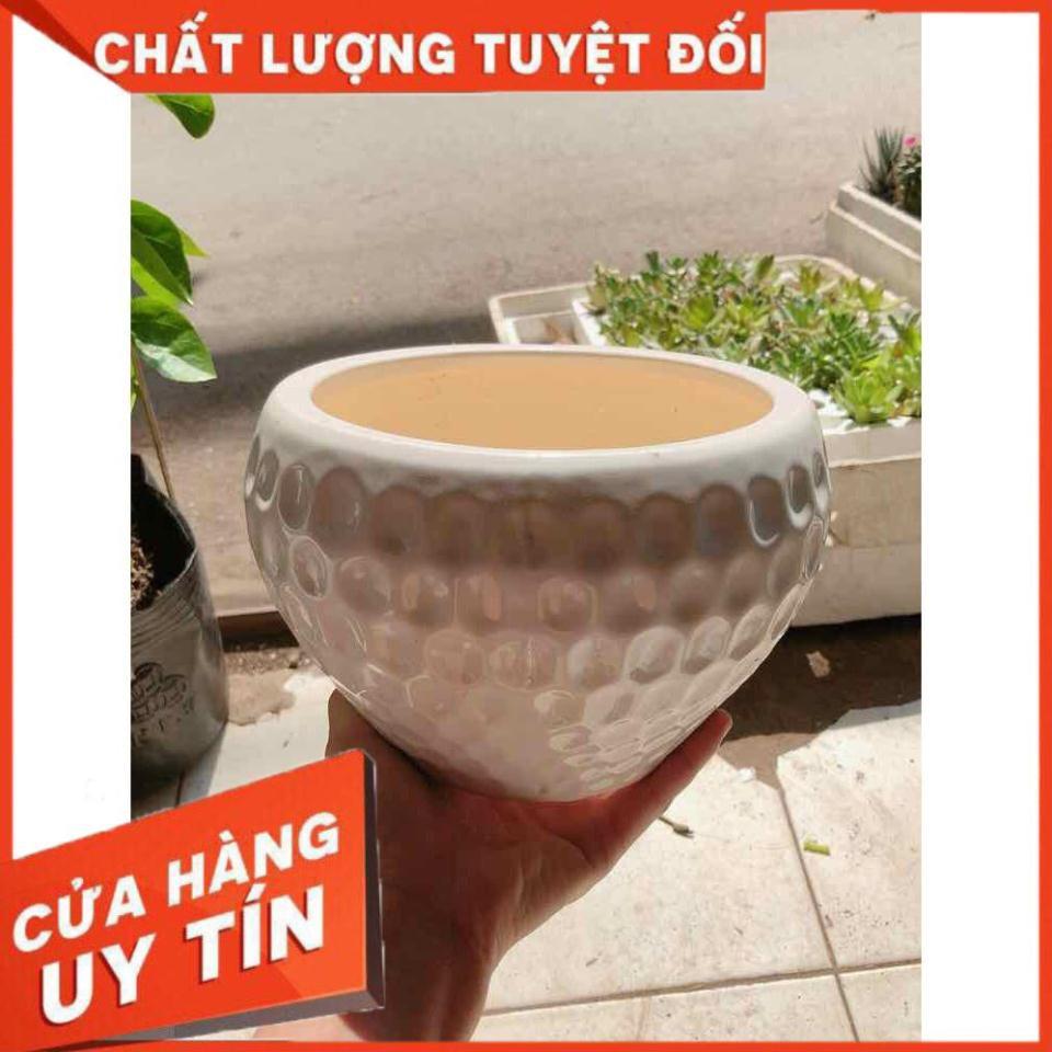 Chậu trồng cây Nhiều Người Mua