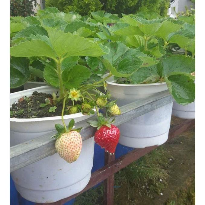 Hạt giống dâu tây đỏ chịu nhiệt KNS3440 - Gói 100 hạt