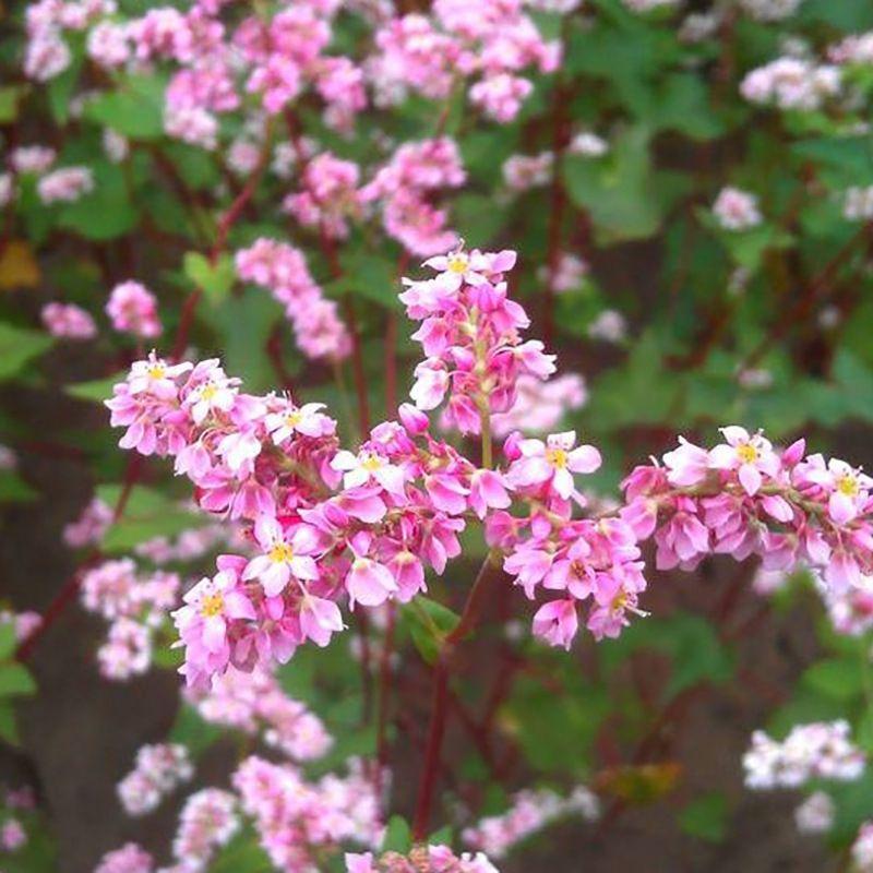 Hạt giống hoa tam giác mạch CT174 - Gói 100 hạt