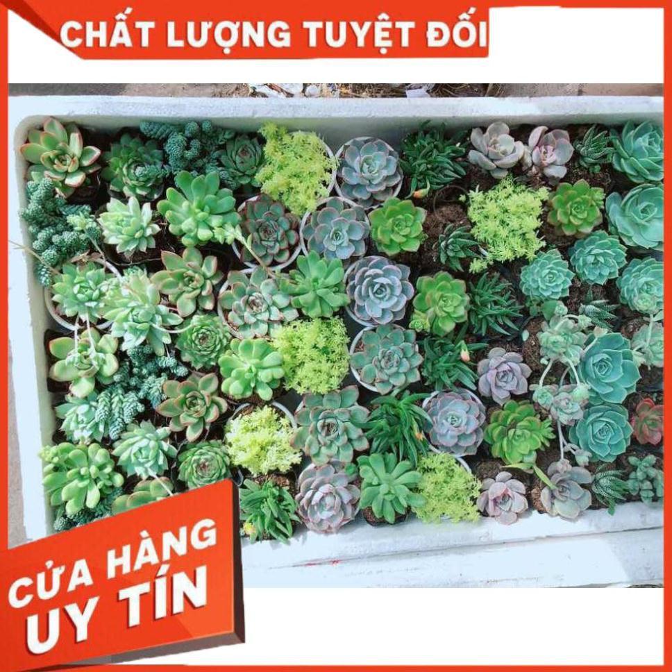 Combo 10 cây sen đá Nhiều Người Mua