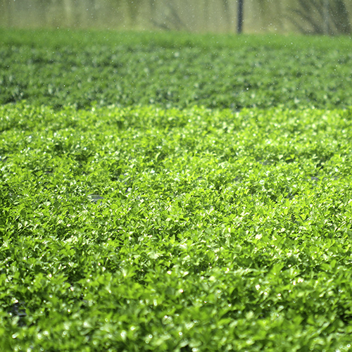 Bột Cần Tây Dalahouse - Công Nghệ Sấy Lạnh Nhật Giữ 90% Dinh Dưỡng Rau Tươi Theo Tiêu Chuẩn FDA Hoa Kỳ- 100% Fresh Natural Celery Powder (NPP Anni)