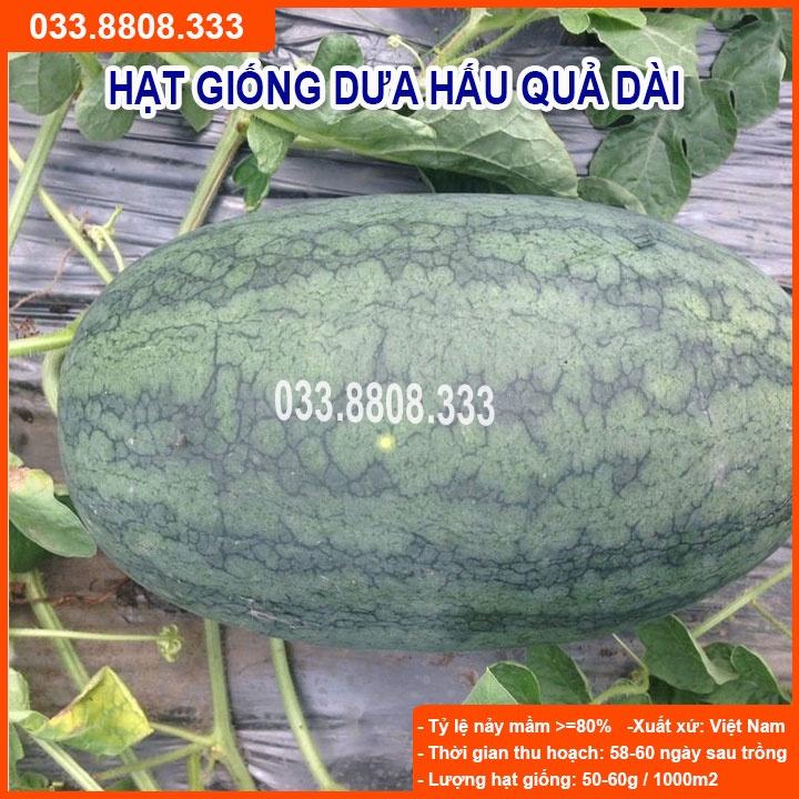 HẠT GIỐNG DƯA HẤU QUẢ DÀI TO 1gram - Dưa Hấu Năng Suất Cao