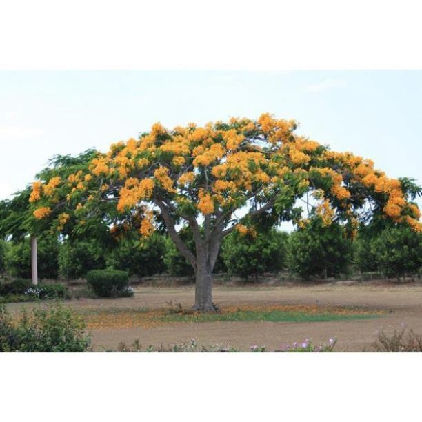 Cây MỸ NHÂN - HOA CỰC ĐẸP, ĐỘC, LẠ - Cây giống gửi đi nguyên bầu