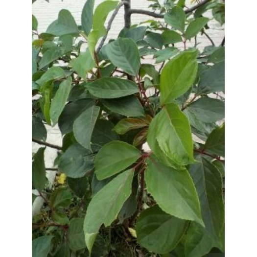 Cây Nhội giống, cây nguyên bầu