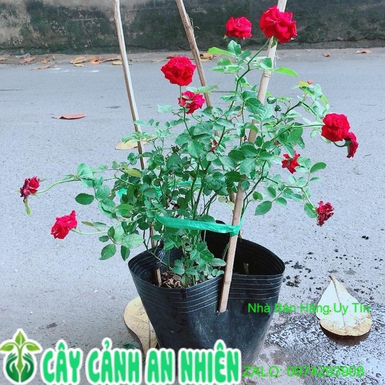 Bụi Hoa Hồng Siêu Nụ