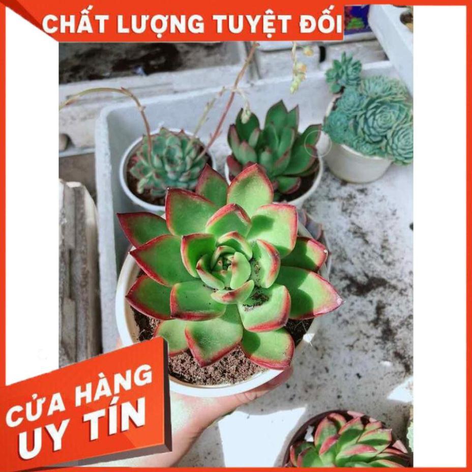 Sen đá viền đỏ Nhiều Người Mua
