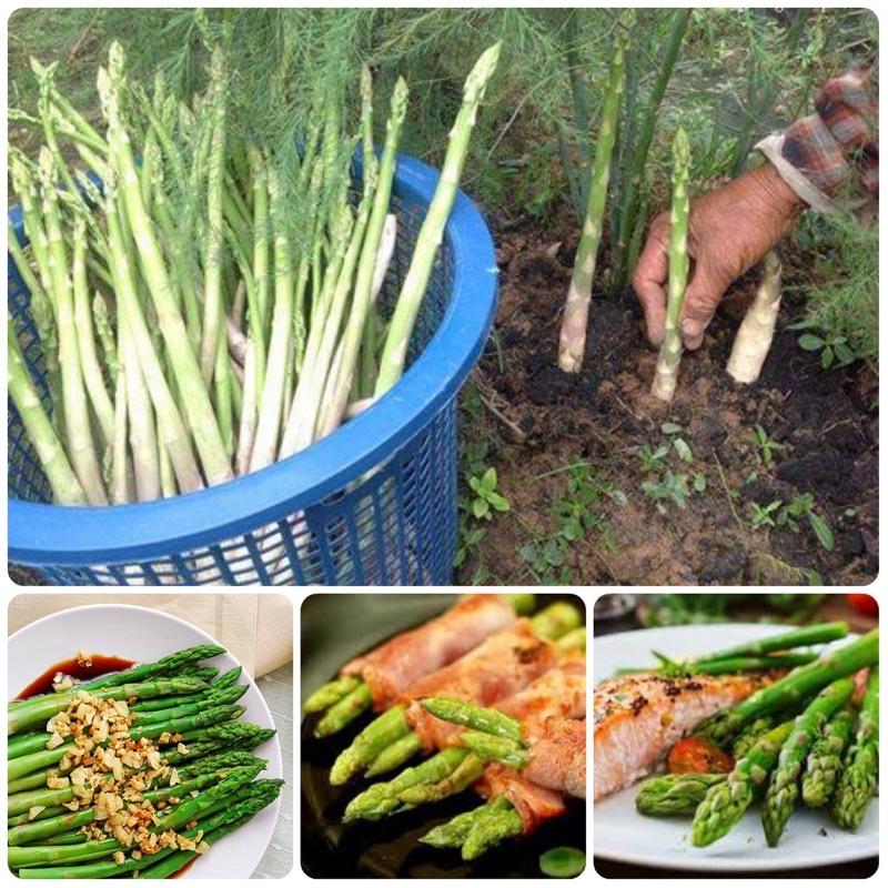 Cây giống măng Tây xanh loại rau cao cấp.