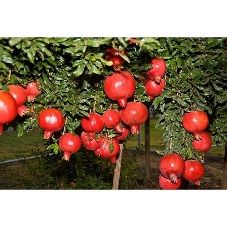 Cây giống lựu đỏ Ấn Độ, giống cây nhập khẩu chất lượng năng suất cao