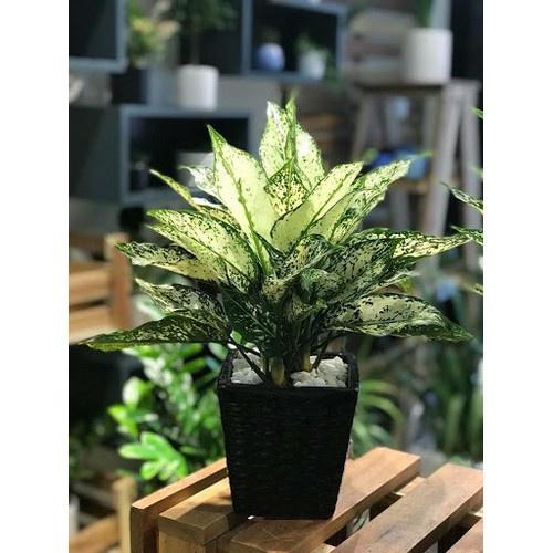 CHẬU CÂY NGỌC NGÂN