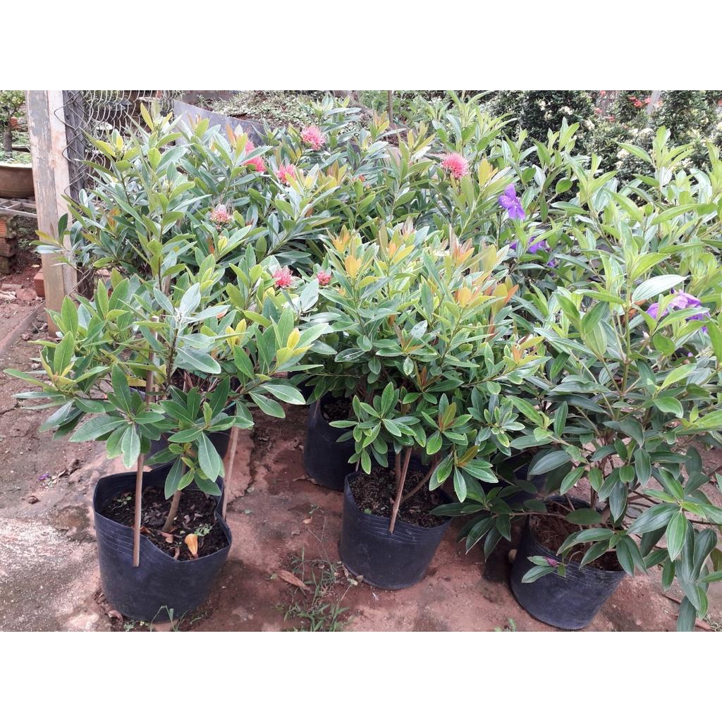 CÂY HOÀN NGỌC   FREESHIP EXTRA + HOÀN XU EXTRA ]