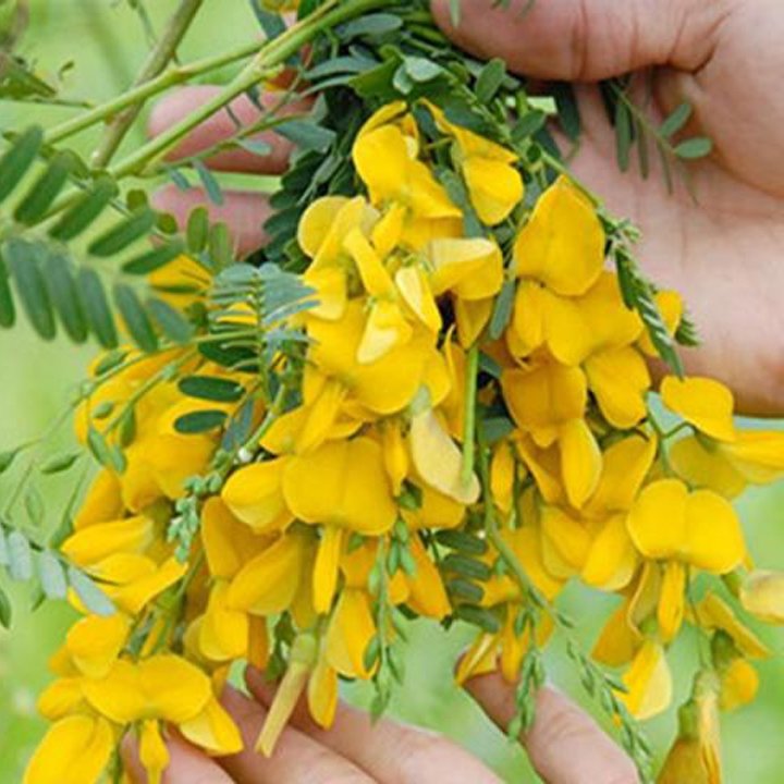 Hạt Giống Bông Điên Điển - Gói 1g - Trồng Quanh Năm, Dễ Trồng, Sinh Trưởng Mạnh VTNN Nông Điền Trang