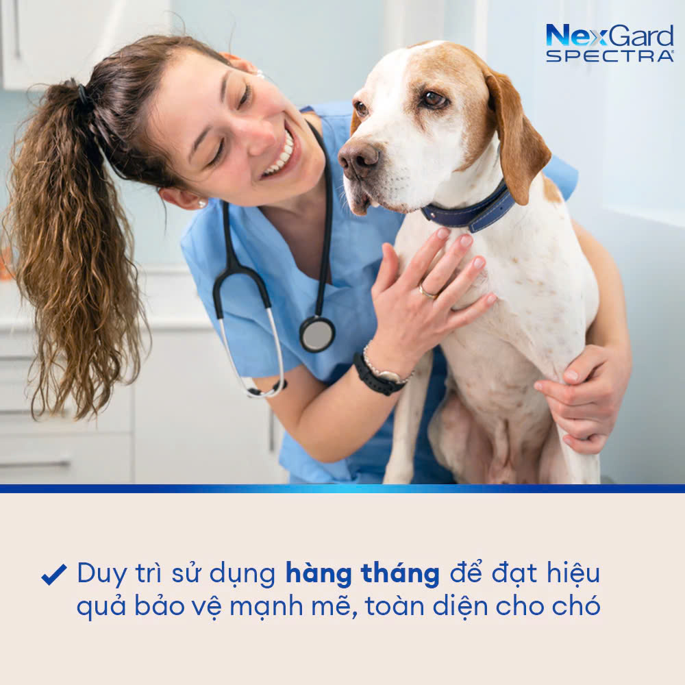 Nexgard Spectra - Phòng Và Diệt Ve Rận, Bọ Chét, ghẻ Demodex  Nội Và Ngoại Ký Sinh Trùng Cho Chó