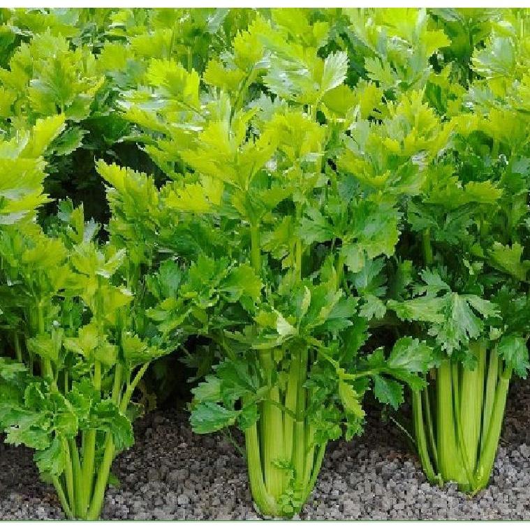 Hạt giống rau cần tây cao sản F1 KNS384 - Gói 2gram