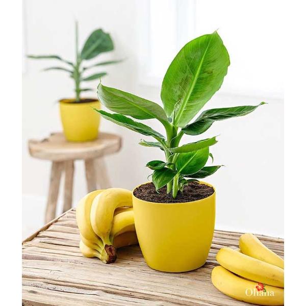 CÂY GIỐNG CHUỐI CẢNH MINI - TRỒNG CHẬU TRONG NHÀ - PHONG THỦY TỐT.