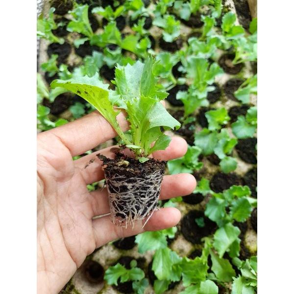 Hạt Giống Rau Xà Lách Xoăn Xanh Ngắn Ngày Thu Hoạch Quanh Năm Quy Cách 5000-2500-100 Hạt - Khu Vườn Ban Công