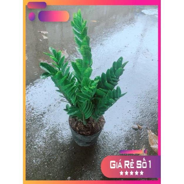 Kim Tiền Size Lớn
