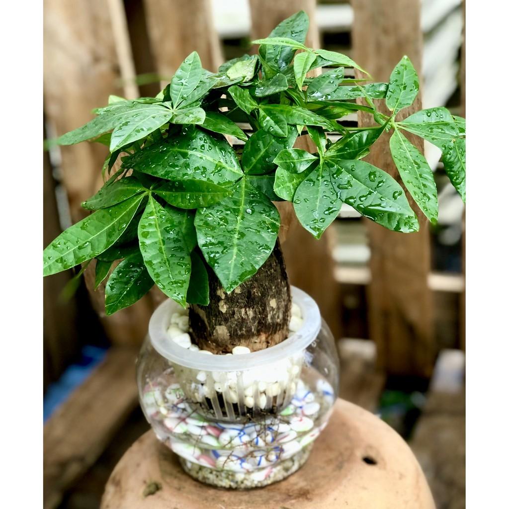 Chậu thuỷ tinh cây cây Kim Ngân thuỷ canh tặng kèm đá trang trí
