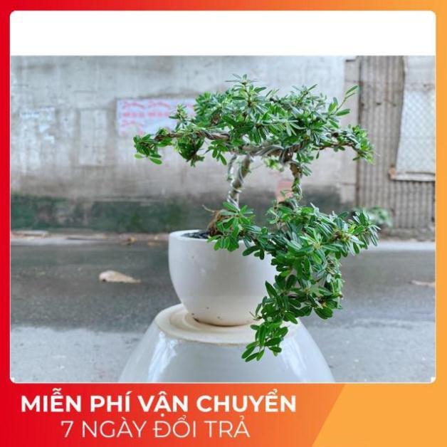 Chậu Cây Linh Sam