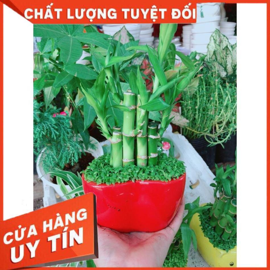Chậu chúc phát tài hình trái tim để bàn