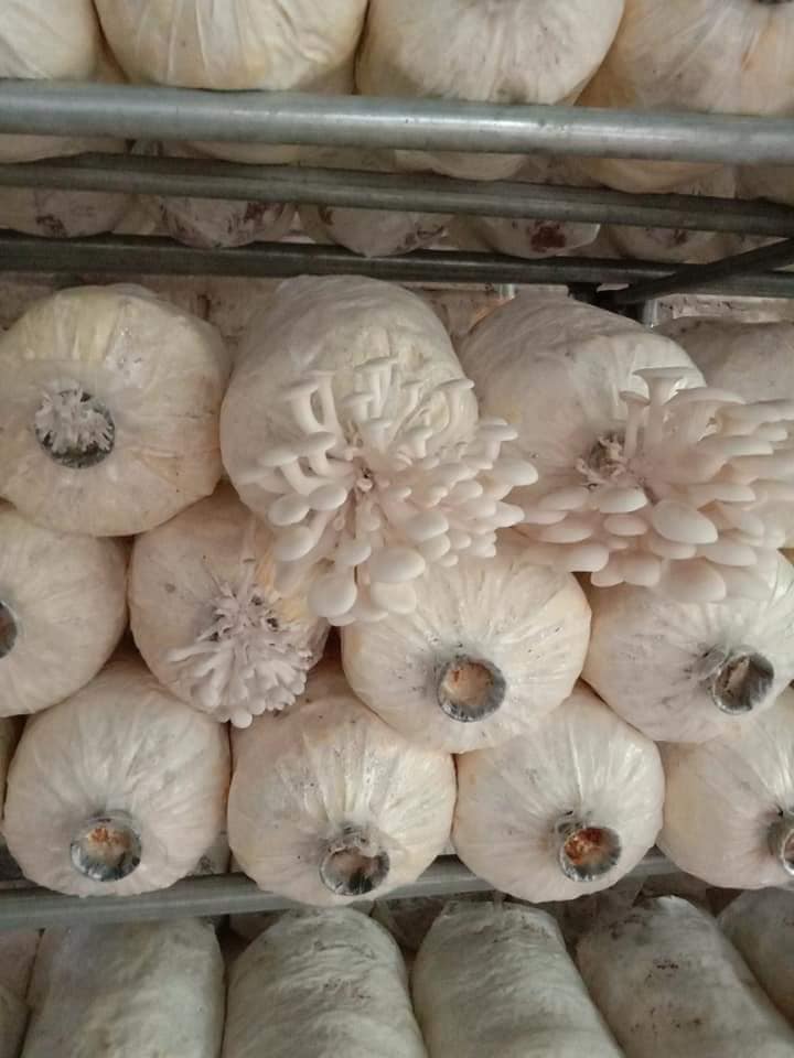 Combo 10 Phôi Nấm Sò Thái Trắng