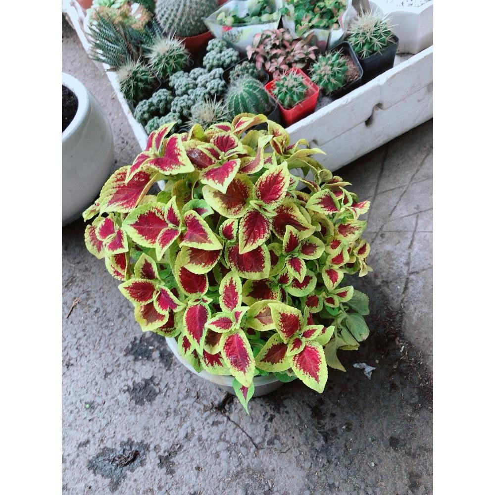 Cây Lá Gấm Đỏ Viền Vàng