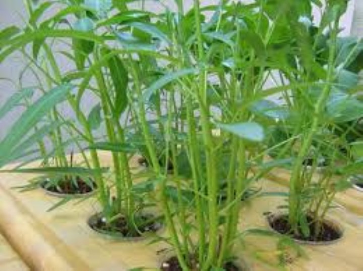 Hạt giống rau muống 50 gram