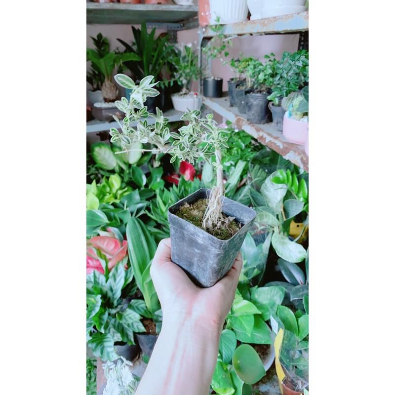 Cây Bạch Tuyết Mai Bonsai Mini