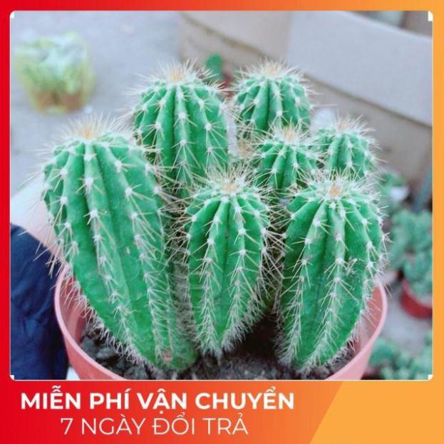 Xương Rồng Bụi