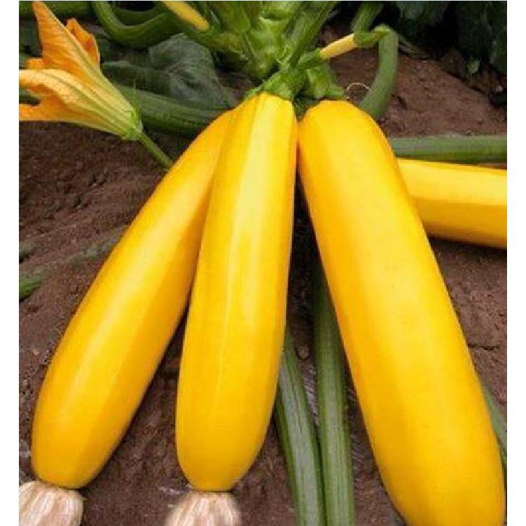 COMBO 5 gói hạt giống bí ngòi mix - TẶNG 1 phân bón