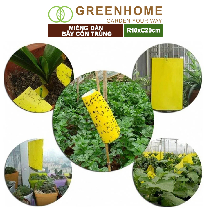 Miếng Dán Bẫy Côn Trùng Greenhome, R10xC20cm, 2 Mặt, Siêu Dính, Hiệu Quả, Tiết Kiệm Chi Phí, Thân Thiện Môi Trường