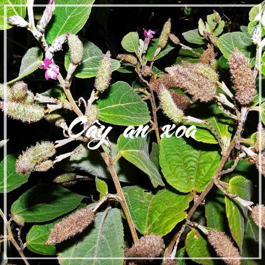 Combo 2kg Cây An Xoa khô sạch