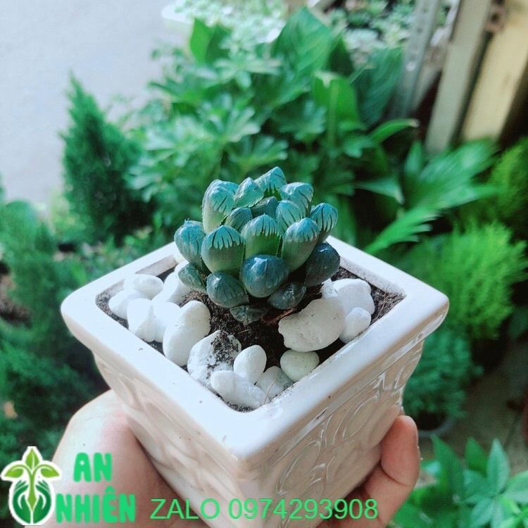 Chậu Cây Kim Cương Xanh Dương