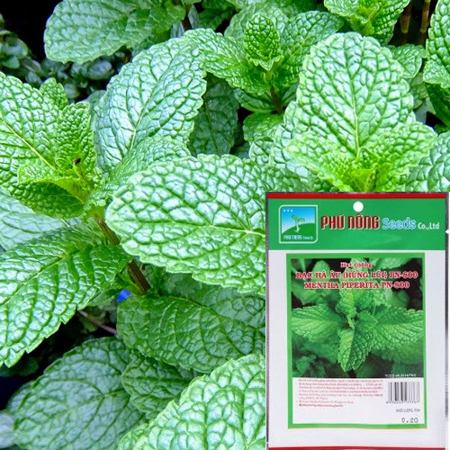 HẠT GIỐNG BẠC HÀ ÂU PN800 - GÓI 0.2 GRAM - ĐỘ ẨM THẤP - TỈ LỆ NẢY MẦM CAO - CÓ MÙI THƠM ĐẶC BIỆT - ĐUỔI RUỒI MUỖI