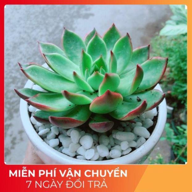 Chậu Sen Đá Viền Đỏ