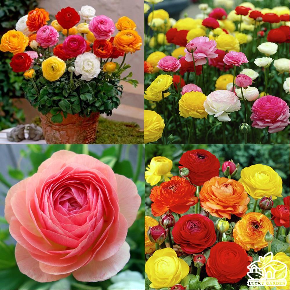 Bộ 6 Củ giống hoa mao lương mix màu