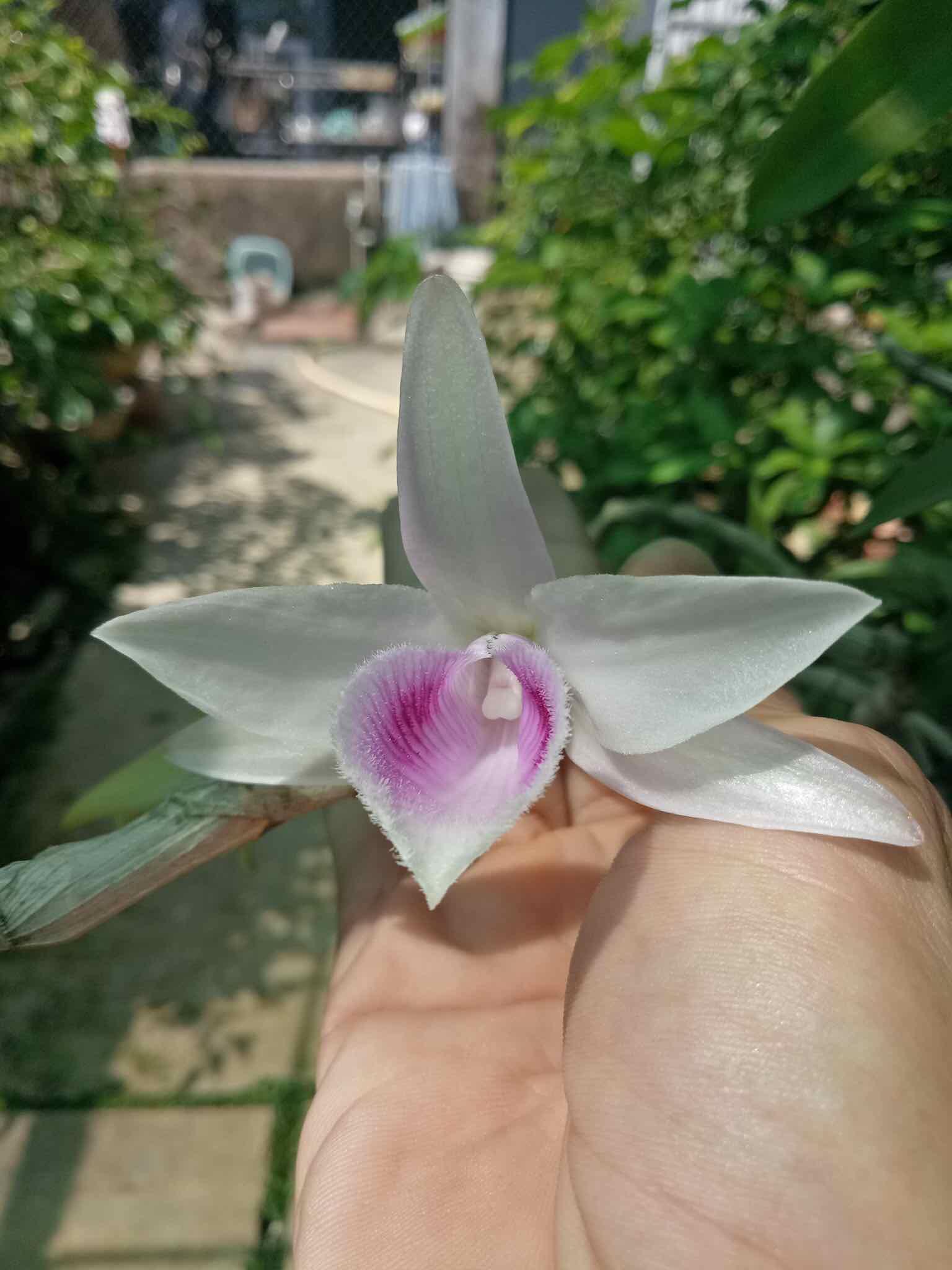 Phi điệp xước giống cây cực đẹp