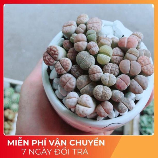 Chậu Cây Thạch Lan