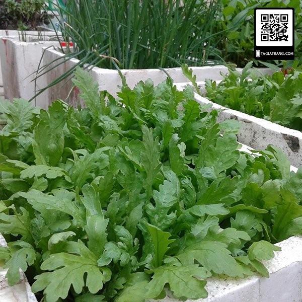Hạt Giống Rau Cải Cúc Nếp - GÓI 50GR