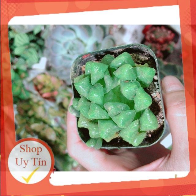 Kim Cương Xanh Lá