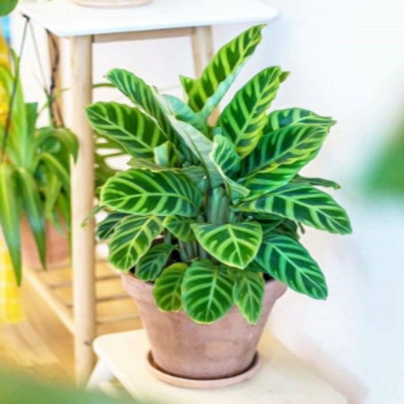 Cây Đuôi Công Ngựa Vằn ( Calathea Zebrina ) - cây cảnh để bàn