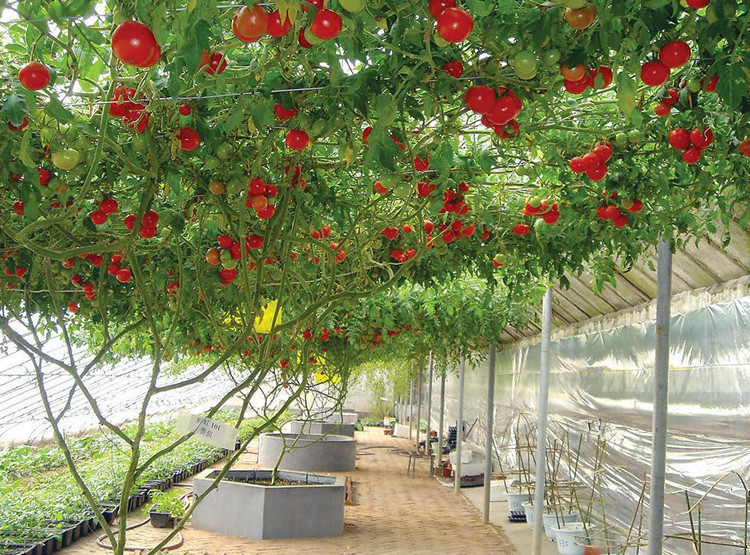 Cà Chua Bạch Tuộc 10 hạt
