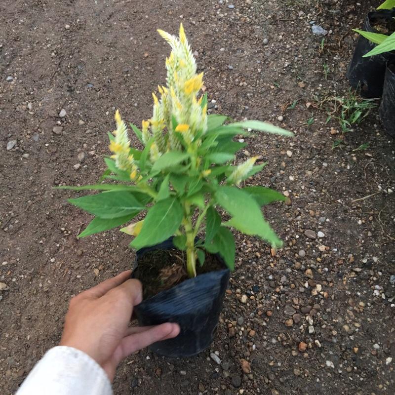 Cây hoa mào gà lửa đã có hoa