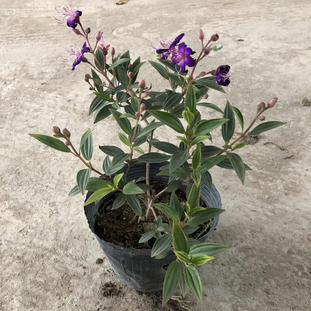 Cây sim tím, chiều cao 20-25cm cây có sẵn nụ sum suê tán cực đẹp, thích hợp làm cây tiểu cảnh bonsai trang trí cảnh quan