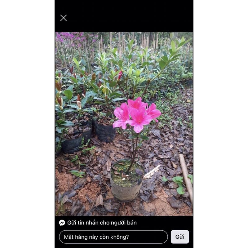 Cây đỗ quyên nhỡ 3 năm tuổi cao 70cm