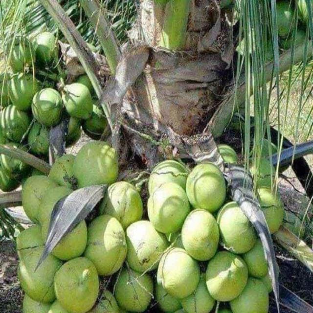 Cây giống dừa sáp,ruột đặc,dẻo có hương vị béo mềm